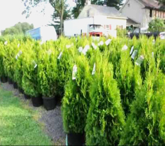 Competitors Trees