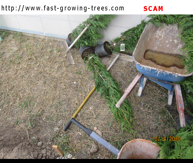 Fast Growing Trees SCAM