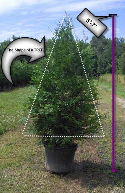 Expected Tree