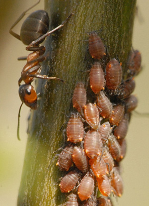 Tree bugs